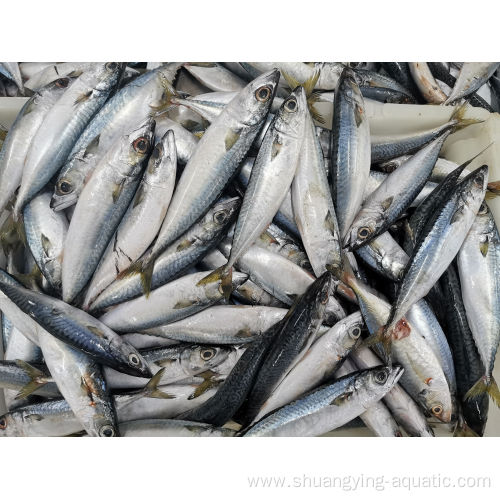 New Landing Frozen Pacific Mackerel Fish 200-300g